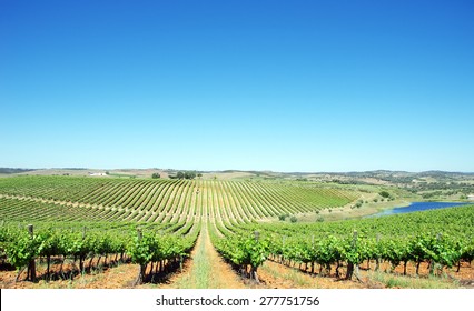 Vineyard At Alentejo Region, Portugal.