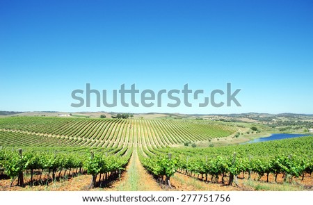 Vineyard at Alentejo region, Portugal.