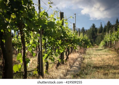 Vineyard, Alexandra, Central Otago