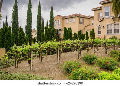 Vineyard Among The Houses In A Residential Neighborhood In San Jose, California