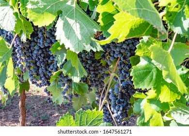 Vineyard In The Ardeche In France