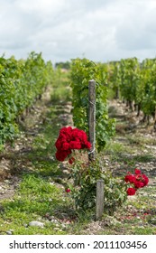 Vineyard Of The Médoc Area, In Gironde, France