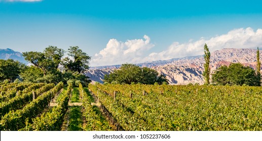 Vineyard Of Argentina