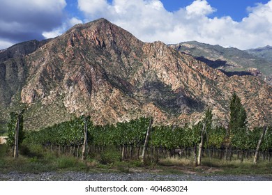 Vineyard In Argentina With Mountain Backdrop