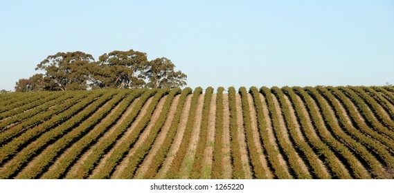Vineyard in Australia