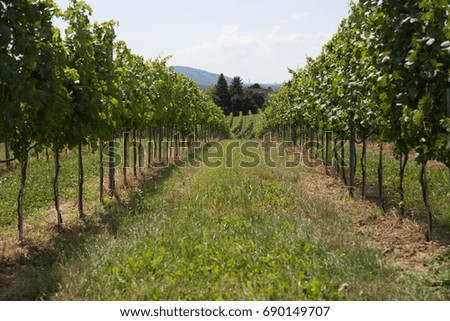 Vineyard in austria
