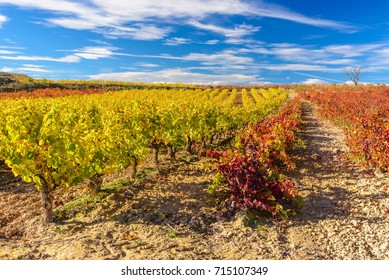 Vineyard In Autumn, La Rioja, Spain