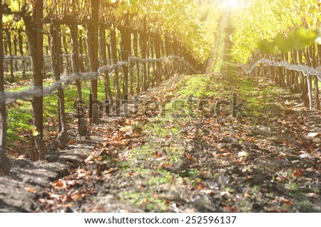 Vineyard in Autumn with Sunlight