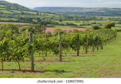 Vineyard In Axe Valley In East Devon