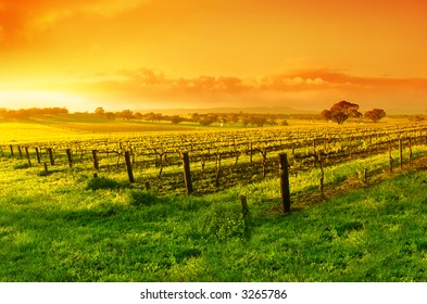 Vineyard In The Barossa Valley