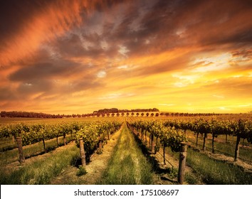 Vineyard In The Barossa Valley, South Australia