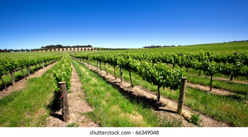 Vineyard In The Barossa Valley, South Australia