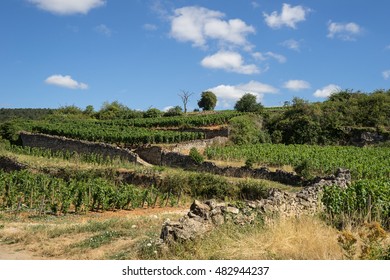 Vineyard, Beaune, Burgundy, France.