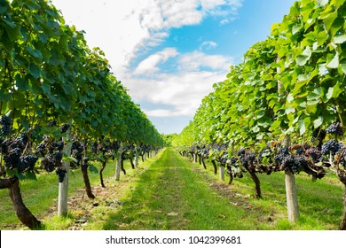 A vineyard for beautiful wine