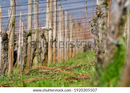 Similar – Old vines Environment