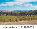 Vineyard in Bendigo, Victoria, Australia
