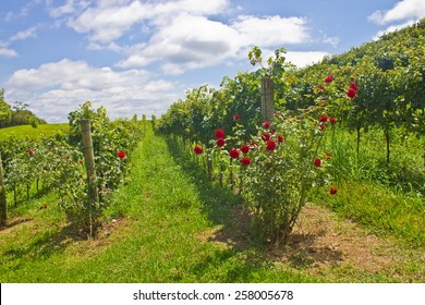 Vineyard At Bento Goncalves - Rio Grande Do Sul - Brazil