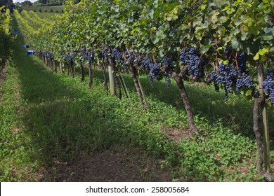 Vineyard At Bento Goncalves - Rio Grande Do Sul - Brazil