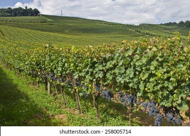 Vineyard At Bento Goncalves - Rio Grande Do Sul - Brazil