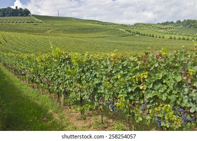 Vineyard At Bento Goncalves - Rio Grande Do Sul - Brazil