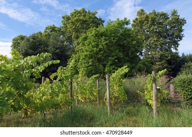 Vineyard In Bercy Park