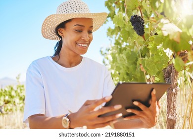 Vineyard, Black Grapes And Farmer Working On Tablet, Checking Plant Growth Development In Harvesting Season. Happy Female Worker In Farming Or Agriculture Industry Using A Digital App Or Software