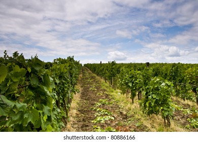Vineyard and blue sky