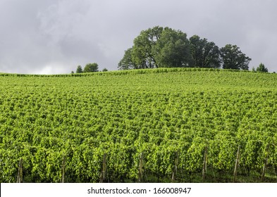 Vineyard Bright Green Under Gray Rain Clouds: Break In Afternoon Rain Illuminates Willamette Valley Wine Country In Northern Oregon, USA