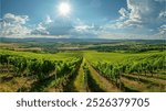 A vineyard with a bunch of grapes on a leaf. The grapes are green and the leaves are green as well