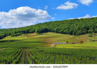 Vineyard Of Burgundy, France