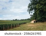 Vineyard of Burgundy. Vineyards of the Côte Chalonnaise. Wine of Burgundy. rows of vines. viticulture in Saône and Loire. Maisonette in the vineyards. Modern Cabot.