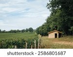 Vineyard of Burgundy. Vineyards of the Côte Chalonnaise. Wine of Burgundy. rows of vines. viticulture in Saône and Loire. Maisonette in the vineyards. Modern Cabot.