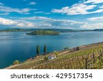 Vineyard by the lake of Biel