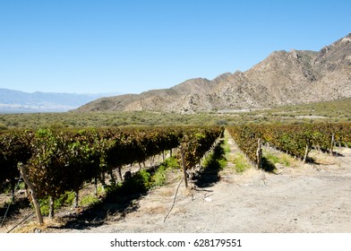 Vineyard - Cafayate - Argentina - Shutterstock ID 628179551