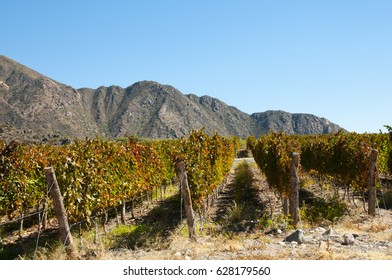 Vineyard - Cafayate - Argentina - Shutterstock ID 628179560
