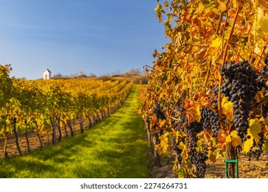 Vineyard and calvary near Hnanice, Znojmo region, Southern Moravia, Czech Republic