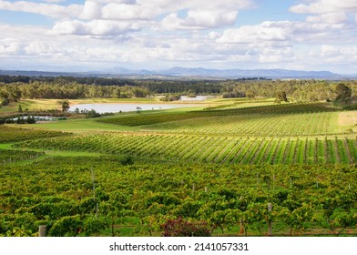 Vineyard And Cellar Door IsValley Wine Region - Pokolbin, NSW, Australia