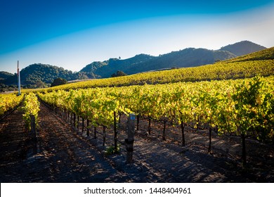 A Vineyard In Central California