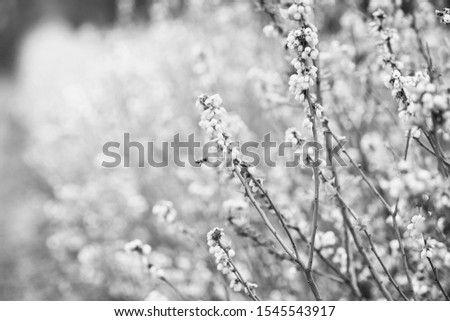 Similar – Image, Stock Photo pink flowers of calluna vulgaris in a field at sunset