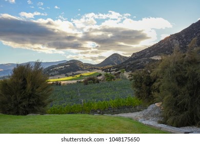 Vineyard, Central Otago, New Zealand