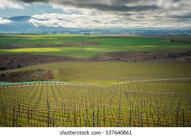 Vineyard In Central Otago Region, New Zealand