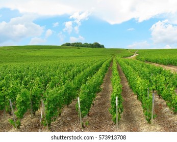 Vineyard In Champagne, France