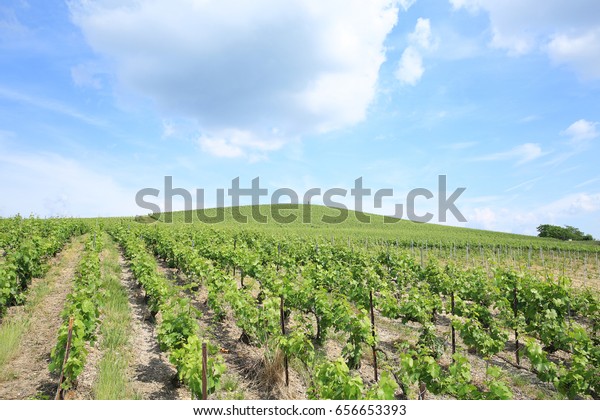 Vineyard Champagne Montagne De Reims Regional Stock Photo