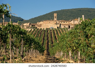 Vineyard in the chianti classico region north of siena, tuscany, italy, europe