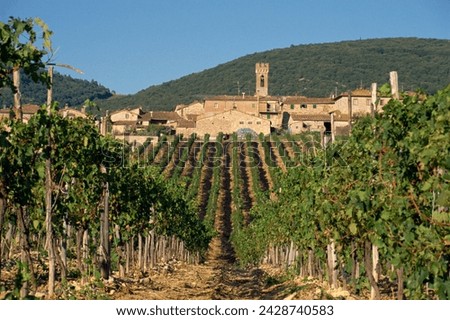 Vineyard in the chianti classico region north of siena, tuscany, italy, europe