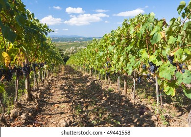  Vineyard In Chianti Region,Tuscany, Italy