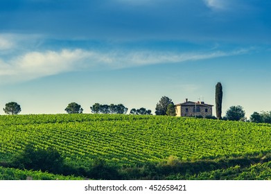 Vineyard In The Chianti Region,Tuscany,Italy