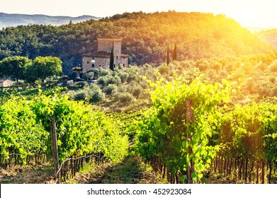 Vineyard In The Chianti Region,Tuscany,Italy