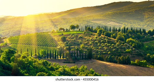 Vineyard In The Chianti Region,Tuscany,Italy