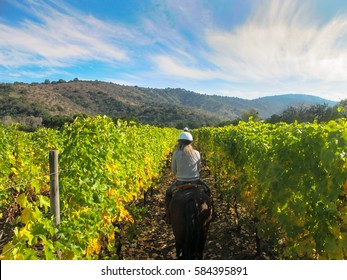 Vineyard In Chile